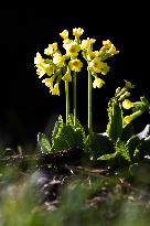 Primula veris, nature, flowers, plants