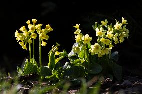 Primula veris, nature, flowers, plants