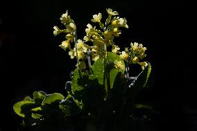 Primula veris, nature, flowers, plants