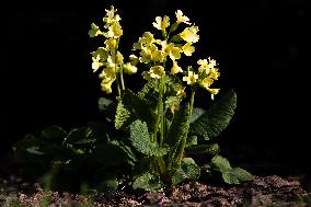 Primula veris, nature, flowers, plants