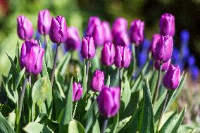 Tulips (Tulipa), nature, flowers, plants