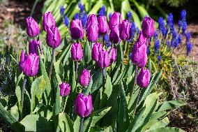 Tulips (Tulipa), nature, flowers, plants