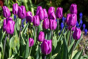 Tulips (Tulipa), nature, flowers, plants