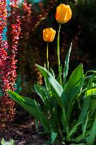 Tulips (Tulipa), nature, flowers, plants