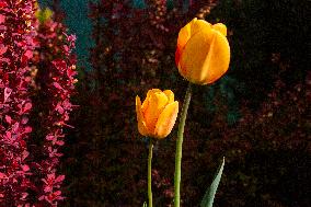 Tulips (Tulipa), nature, flowers, plants