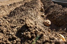 planting, potatoes, vegetables