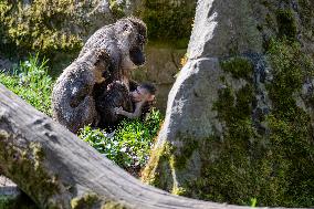 drill (Mandrillus leucophaeus), primate