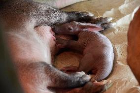 Aardvark (Orycteropus afer)