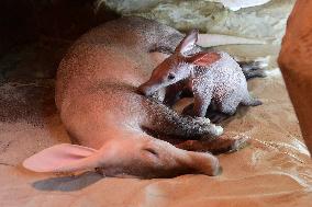 Aardvark (Orycteropus afer)