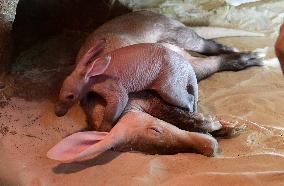 Aardvark (Orycteropus afer)