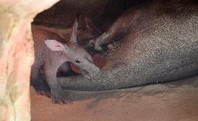 Aardvark (Orycteropus afer)