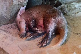 Aardvark (Orycteropus afer)