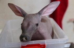 Aardvark (Orycteropus afer)