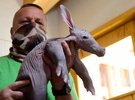 Aardvark (Orycteropus afer)