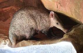 Aardvark (Orycteropus afer)