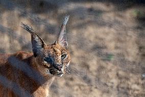 caracal (Caracal caracal)