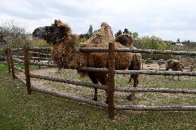 Bactrian camel (Camelus bactrianus)