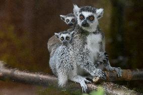 ring-tailed lemur (Lemur catta), lemurs