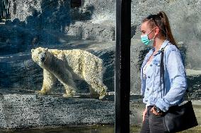 The Prague Zoo reopened to visitors, polar bear (Ursus maritimus)