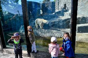 The Prague Zoo reopened to visitors, polar bear (Ursus maritimus)