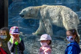 The Prague Zoo reopened to visitors, polar bear (Ursus maritimus)