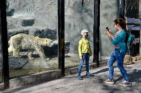 The Prague Zoo reopened to visitors, polar bear (Ursus maritimus)