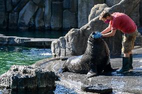 The Prague Zoo reopened to visitors, eared seal