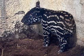 The Prague Zoo reopened to visitors, Malayan tapir (Tapirus indicus)