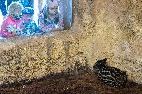 The Prague Zoo reopened to visitors, Malayan tapir (Tapirus indicus)