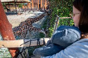 The Dvur Kralove Zoo reopened to visitors, giraffe