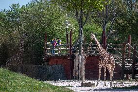 The Dvur Kralove Zoo reopened to visitors, giraffe