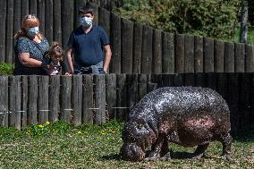 The Dvur Kralove Zoo reopened to visitors, hippopotamus