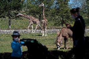 The Dvur Kralove Zoo reopened to visitors, giraffe