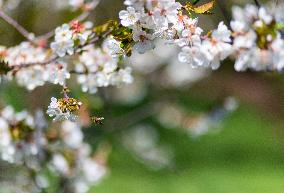 Apis, honey, bee, animal, flying insect