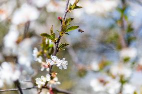 Apis, honey, bee, animal, flying insect