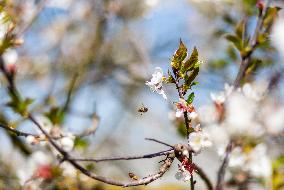Apis, honey, bee, animal, flying insect