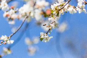 Apis, honey, bee, animal, flying insect