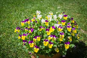 Viola cornuta, hybrid, horned pansy, violet, flower, bloom