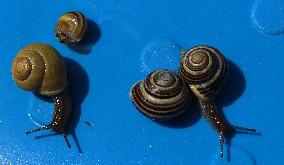 Roman snail, Burgundy snail (Helix pomatia)