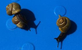 Roman snail, Burgundy snail (Helix pomatia)