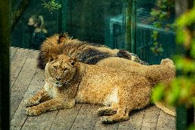 Barbary lion (Panthera leo leo)