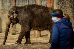 Asian elephant (Elephas maximus)