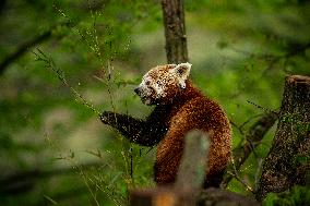 red panda (Ailurus fulgens)