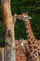 Rothschild's giraffe (Giraffa camelopardalis rothschildi)