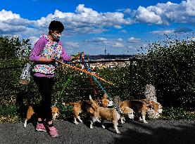 woman, dog, face mask, epidemic, Coronavirus