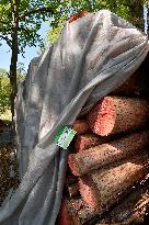 Log wood, bark beetle, Czech Republic