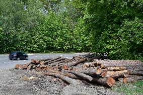 Log wood, bark beetle, Czech Republic