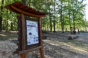 Log wood, bark beetle, Czech Republic