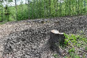 Log wood, bark beetle, Czech Republic