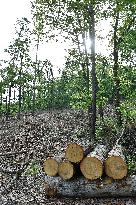 Log wood, bark beetle, Czech Republic